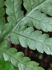 Deparia petersenii