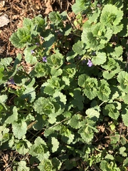 Glechoma hederacea