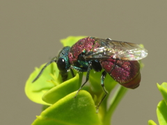 Chrysis pulchella