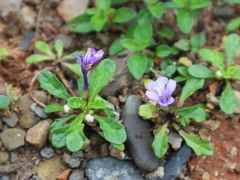Ajuga pygmaea