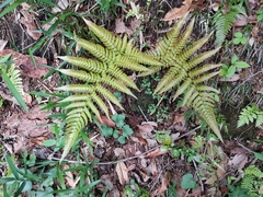Dryopteris erythrovaria