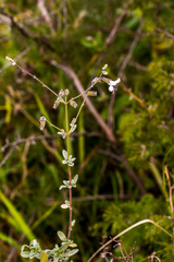 Syncolostemon parviflorus