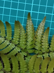 Dryopteris erythrovaria
