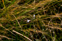 Syncolostemon parviflorus