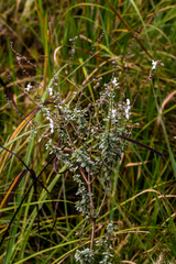 Syncolostemon parviflorus