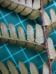 Dryopteris erythrovaria