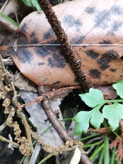 Dryopteris erythrovaria