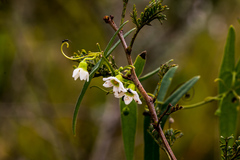 Trochomeria sagittata