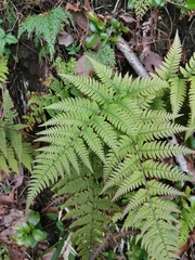 Dryopteris bissetiana
