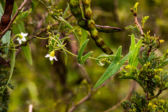 Trochomeria sagittata