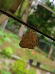 Hermeuptychia canthe