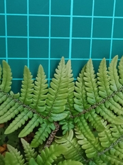Dryopteris bissetiana