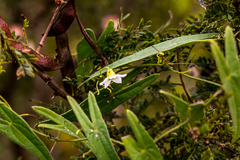 Trochomeria sagittata