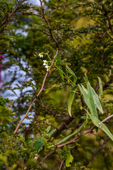 Trochomeria sagittata