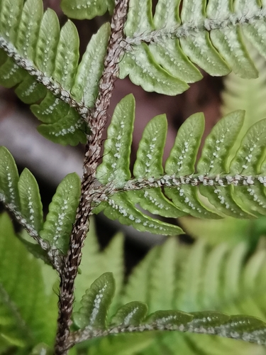 Image of Dryopteris bissetiana by (c) harum.koh, some rights reserved (CC BY-SA)