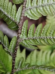Dryopteris bissetiana