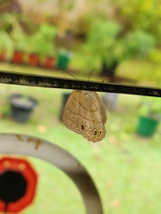 Hermeuptychia canthe