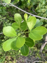Hypelate trifoliata