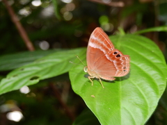 Abisara