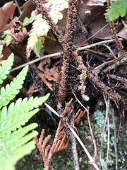 Dryopteris bissetiana