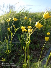 Ranunculus pedatus