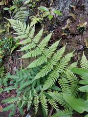 Dryopteris hondoensis