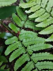 Dryopteris hondoensis