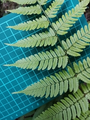 Dryopteris hondoensis