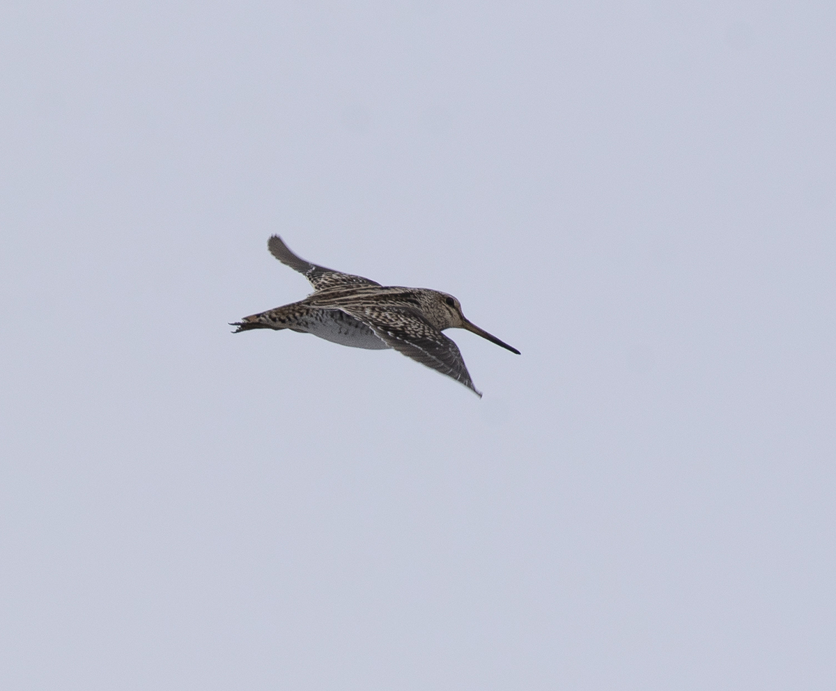 Swinhoe's Snipe