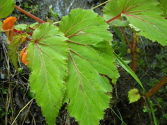 Begonia sutherlandii