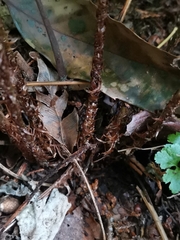 Dryopteris hondoensis