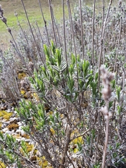 Lavandula angustifolia