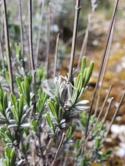 Lavandula angustifolia