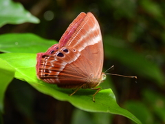 Abisara