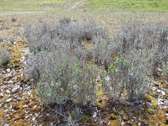 Lavandula angustifolia