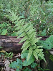 Amauropelta angustifrons