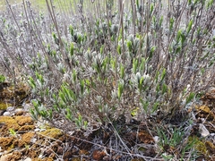 Lavandula angustifolia