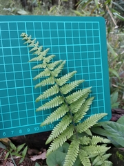 Amauropelta angustifrons