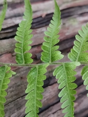 Amauropelta angustifrons