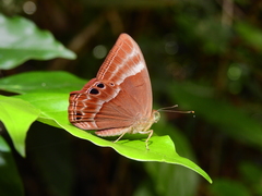 Abisara