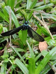 Uranophora terminalis