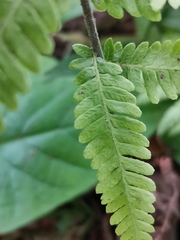 Amauropelta angustifrons