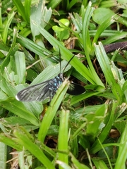 Uranophora terminalis