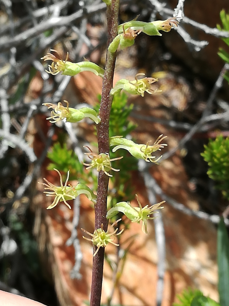 Curlyspur Hair Orchid