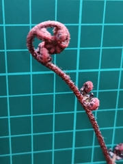 Dryopteris erythrosora