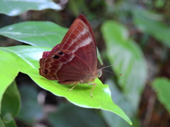Abisara