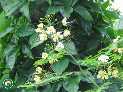 Caesalpinia pulcherrima flava