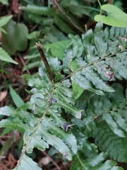 Dryopteris erythrosora