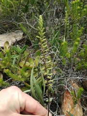 Holothrix schlechteriana