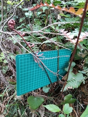 Dryopteris erythrosora